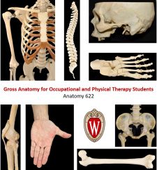 Anatomy 622 Coursebook book cover