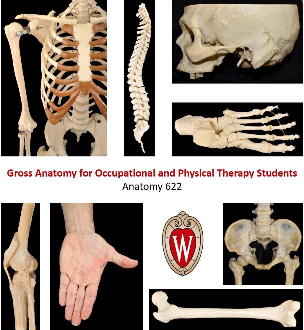 Cover image for Anatomy 622 Coursebook
