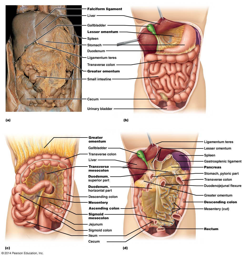 abdominal organs and mesenteries