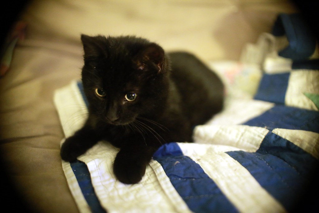A black kitten looking thoughtful / ready to pounce on a blue and white blanket
