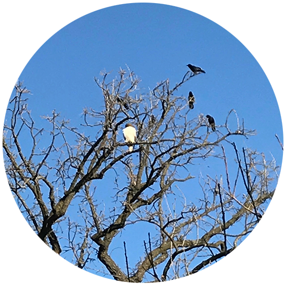 Three crows and a Cooper's Hawk sitting in tree