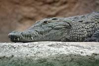 image of a crocodile on a log